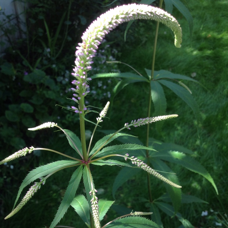 plant image 167431 plant image 167431
