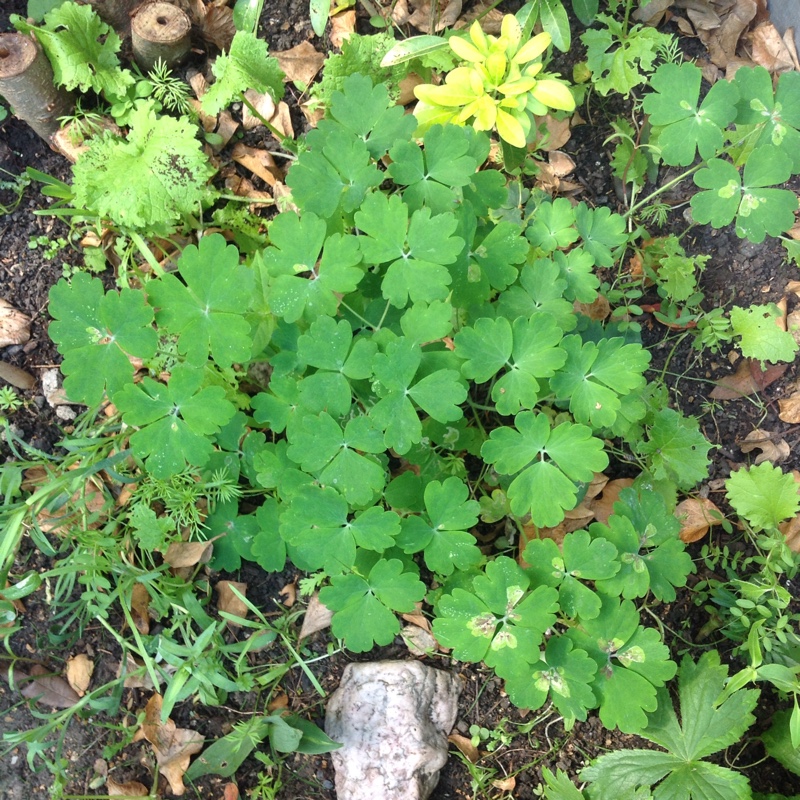 plant image 167618 plant image 167618
