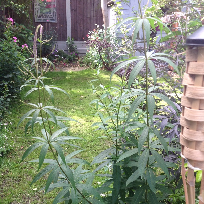 plant image 167626 plant image 167626