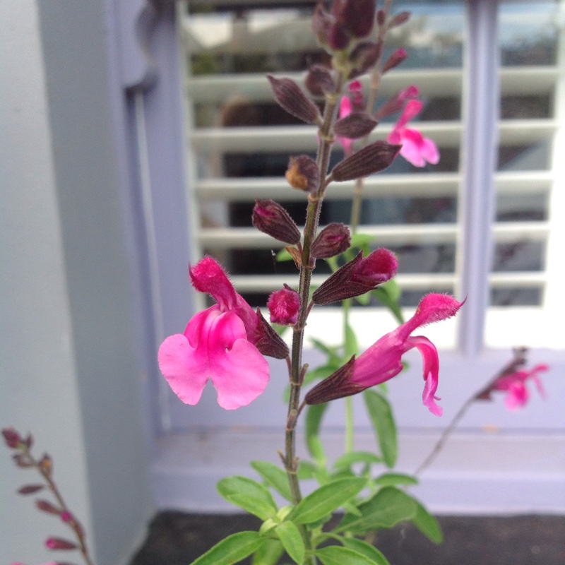 Plant image Salvia 'Coronado Pink'