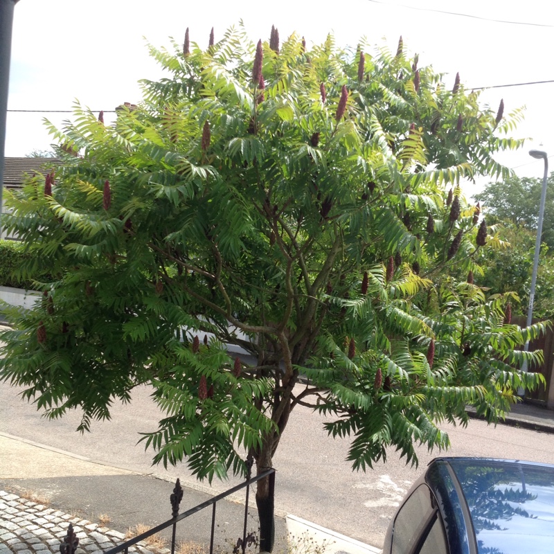 plant image 169093 plant image 169093