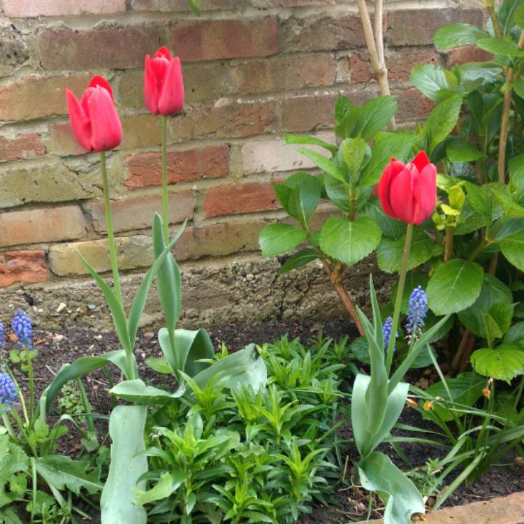 plant image 354853
