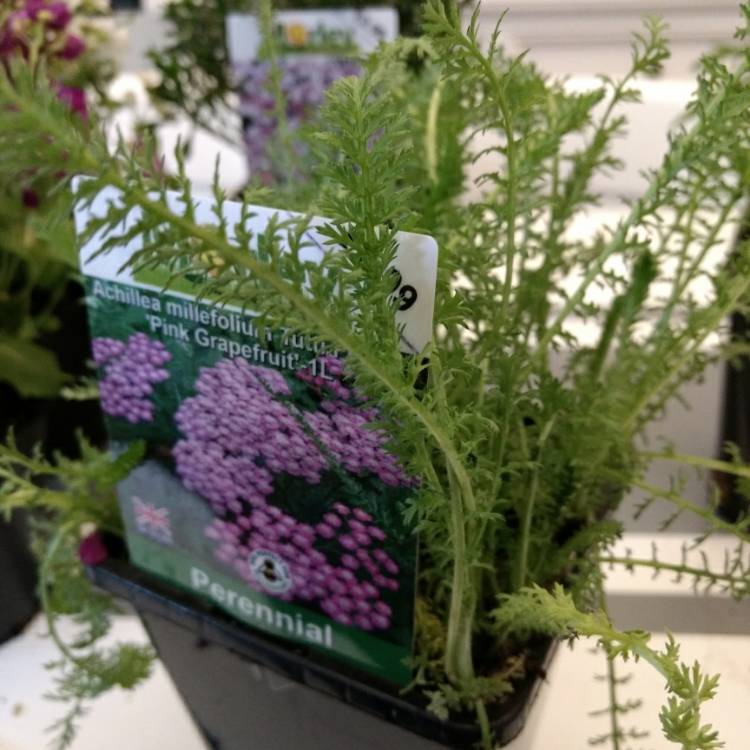 Plant image Achillea Millefolium 'Tutti Frutti Apricot Delight'