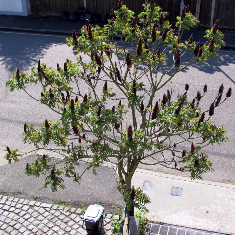 plant image 70883 plant image 70883