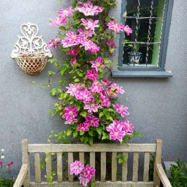 Clematis 'Dr Ruppel'