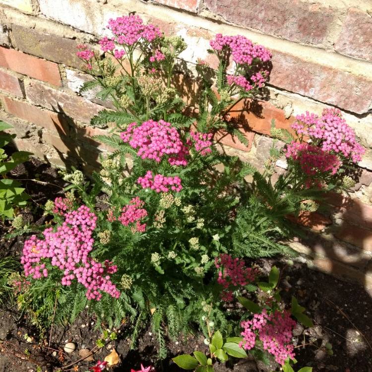 Plant image Achillea Millefolium 'Tutti Frutti Apricot Delight'