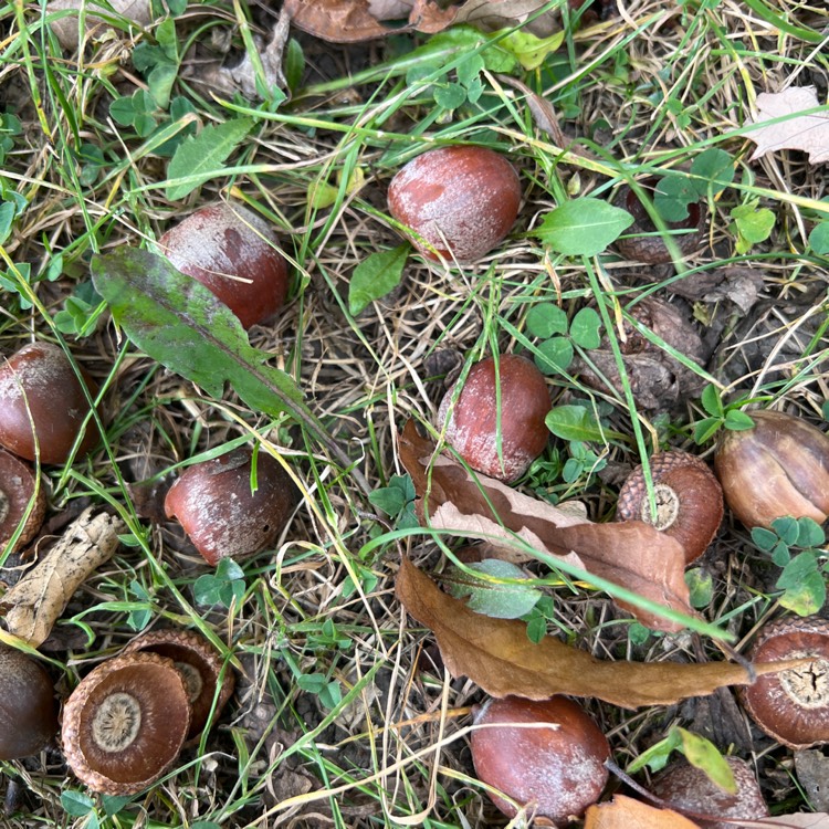 plant image 1692041