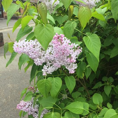Annie's garden