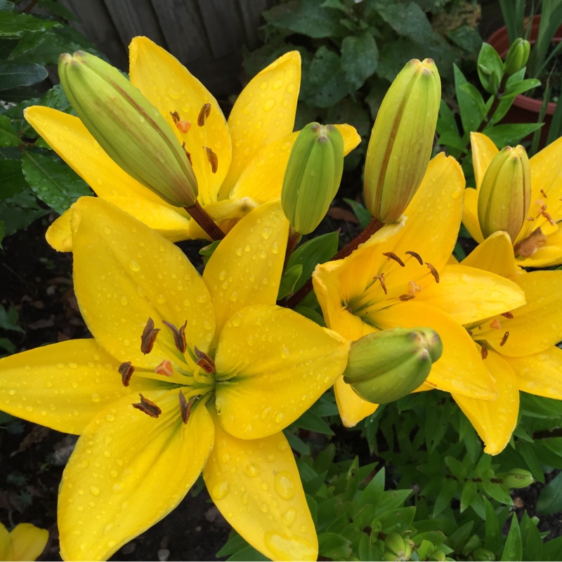 Lily