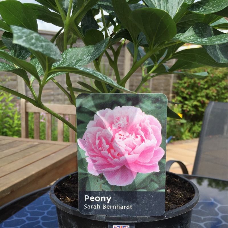 Peony 'Sarah Bernhardt' (Herbaceous)