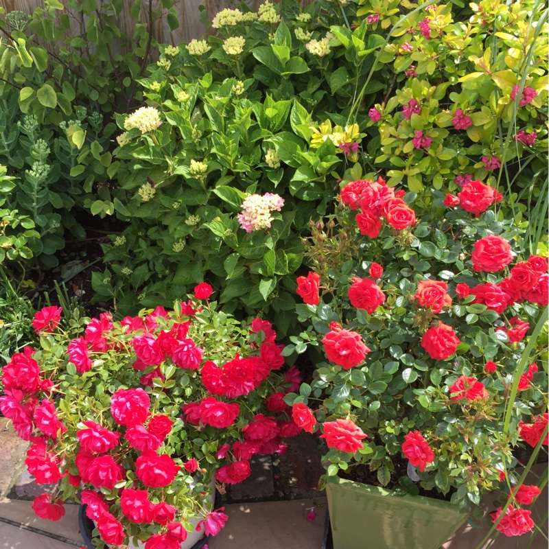 Anne's garden