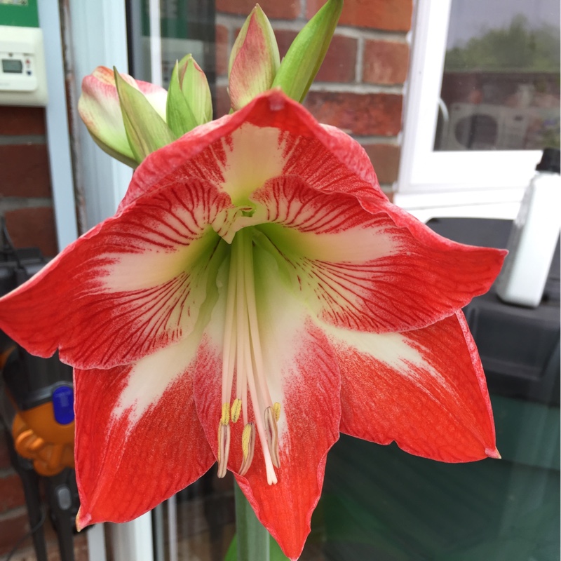 Hippeastrum 'Candy Floss'