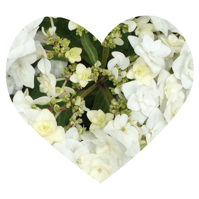 Hydrangea