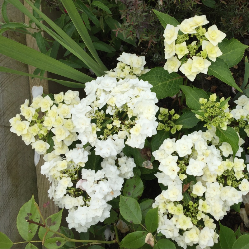 Hydrangea