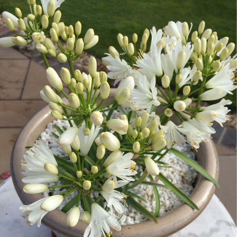 African Lily 'White Heaven'