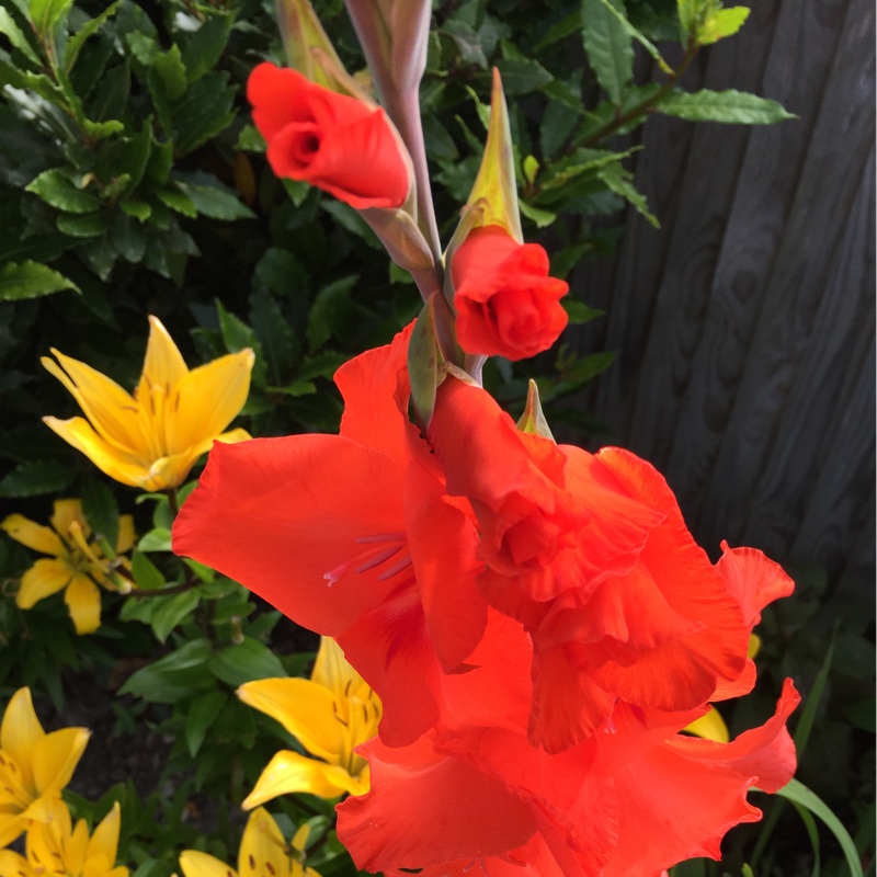 Anne's garden