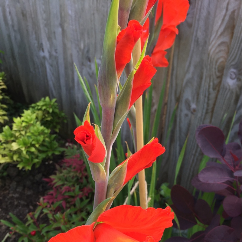 Gladioli