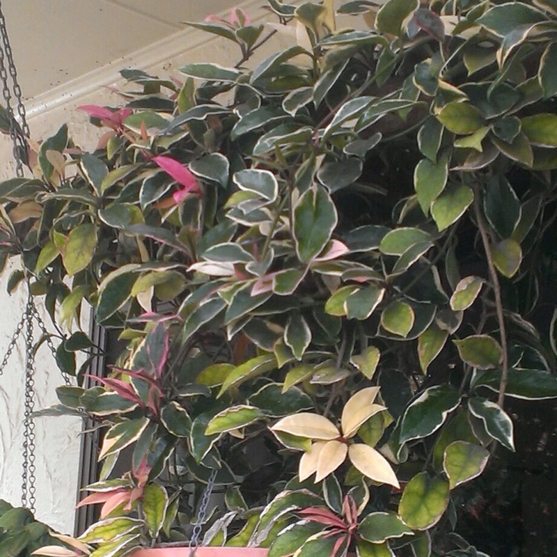Plant image Hoya carnosa 'Rubra'