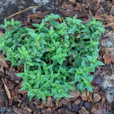 Dwarf Bergamot 'Balmy Rose'