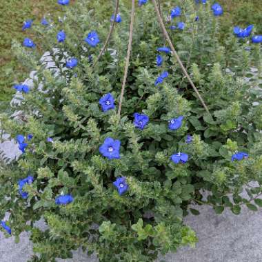 Evolvulus 'Blue My Mind'