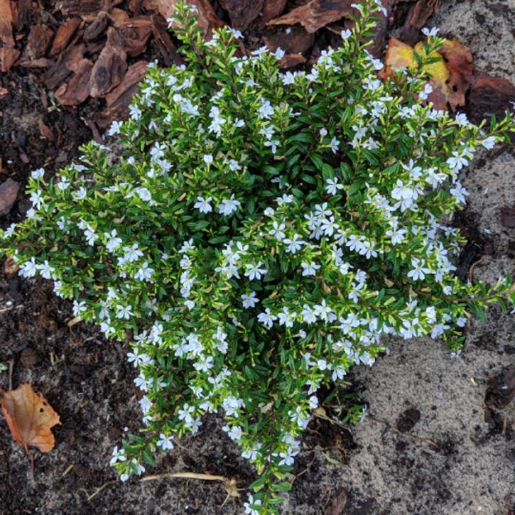 plant image 1189474