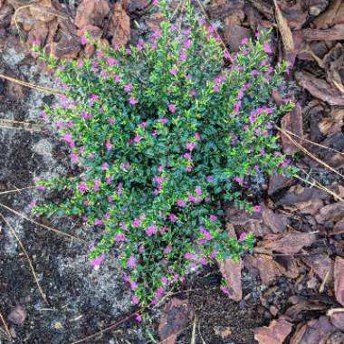Mexican Heather