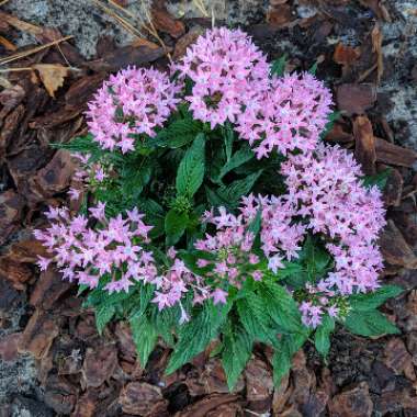 Pentas