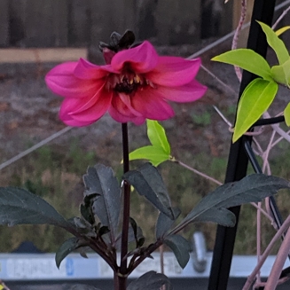 Dahlia 'Fascination'