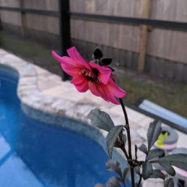 Dahlia 'Fascination'