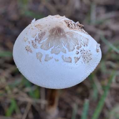 Field Mushroom