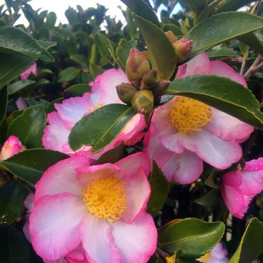 Camellia