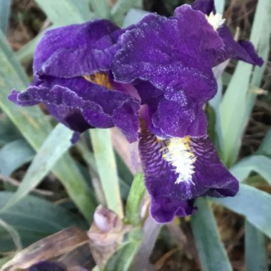 Annie's garden