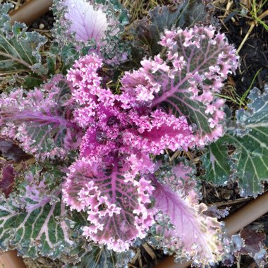 Annie's garden