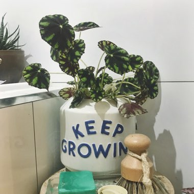Begonia 'Tiger Paws'
