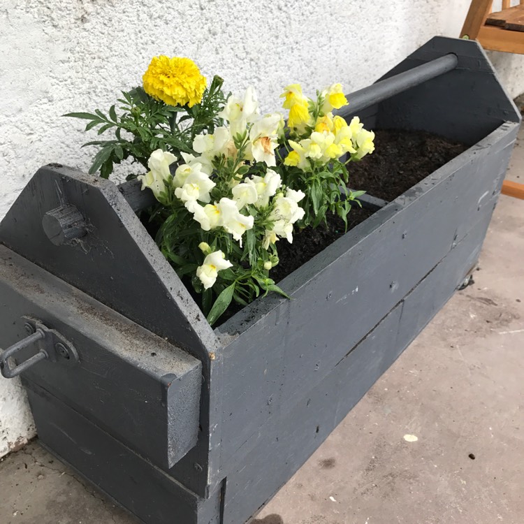 plant image 587863