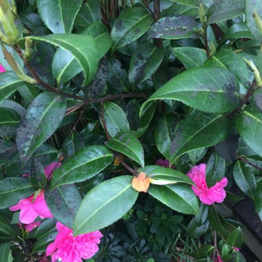 Camellia
