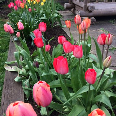 Annie's garden