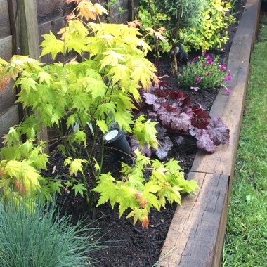 Annie's garden