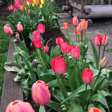 Tulip