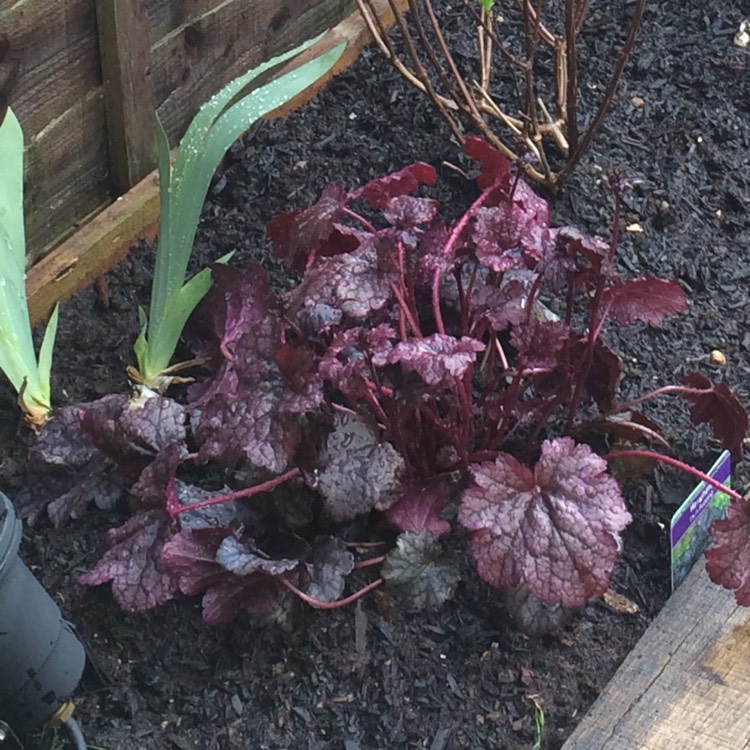 Plant image Heuchera 'Plum Pudding'
