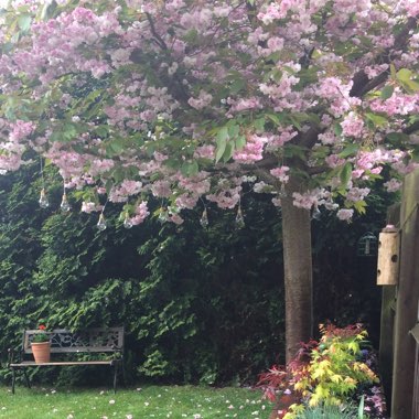 Japanese Flowering Cherry Tree