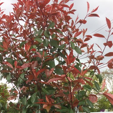 Photinia 'Red Robin'