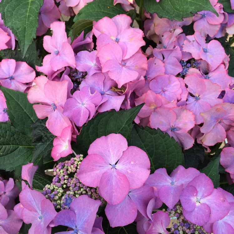 plant image 390220