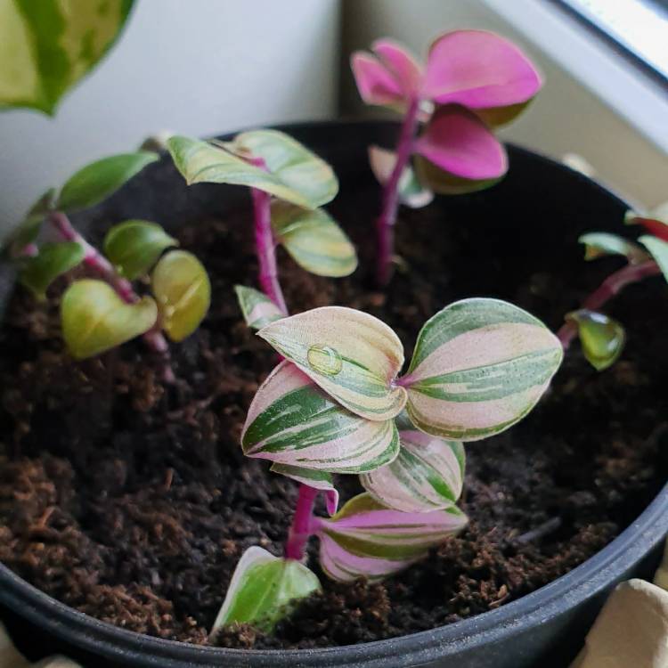 Plant image Tradescantia Tricolor Rosa