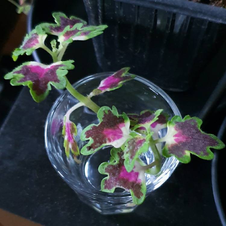 Plant image Solenostemon scutellarioides 'Kakegawa Ce10' (Stained Glassworks Series) syn. Solenostemon scutellarioides 'Burgundy Wedding Train'