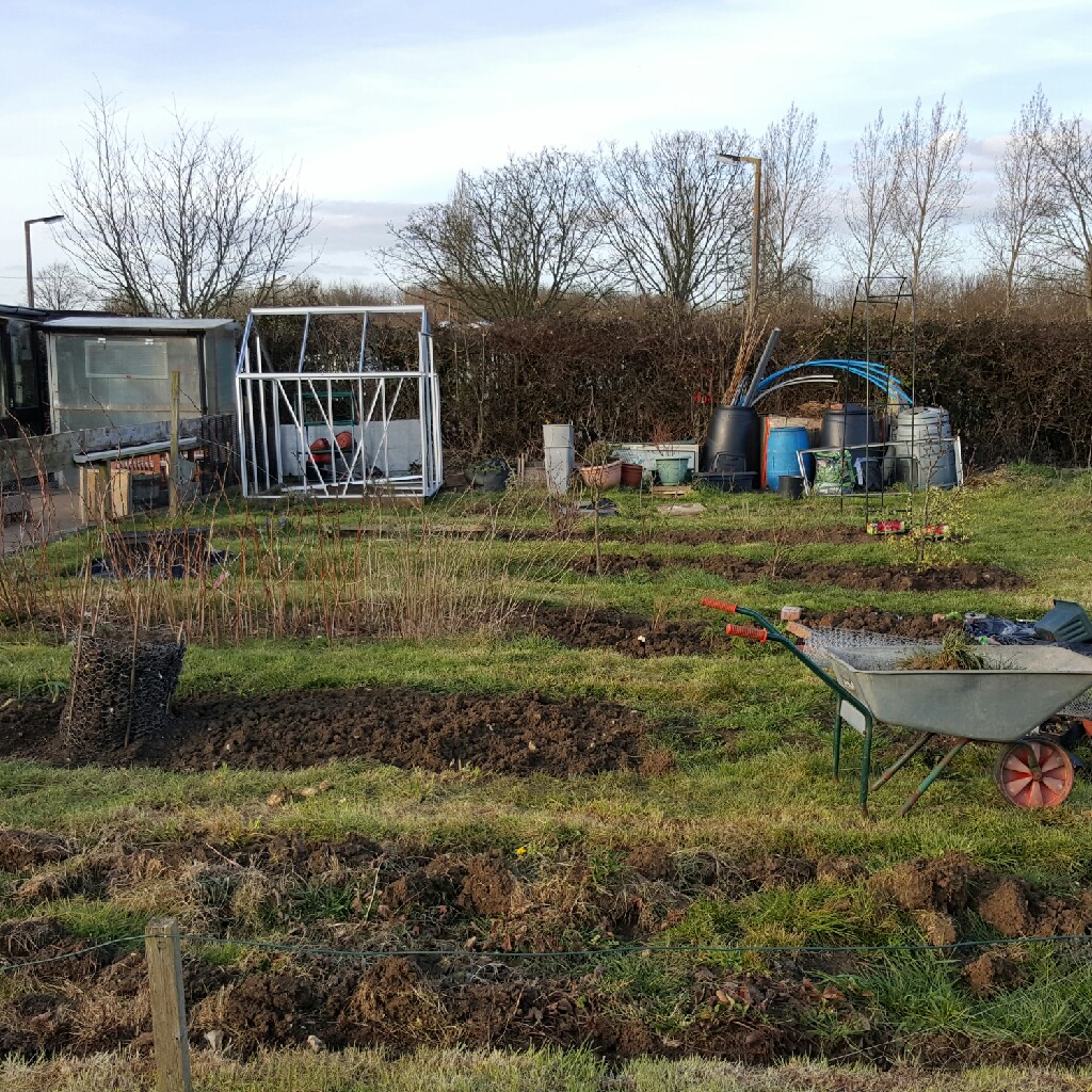 Ann's garden