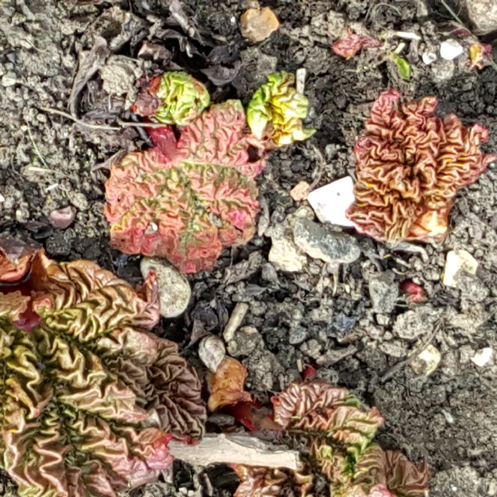 Rhubarb