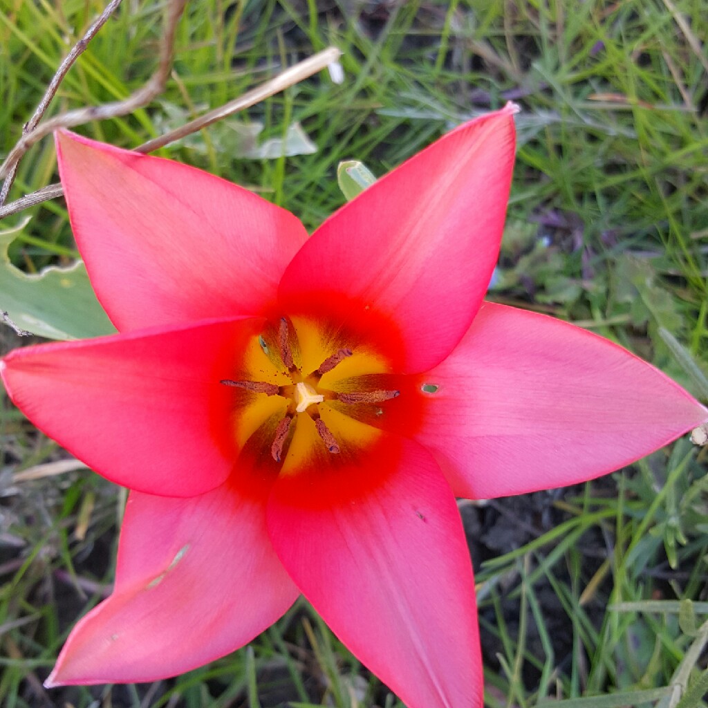 Tulip