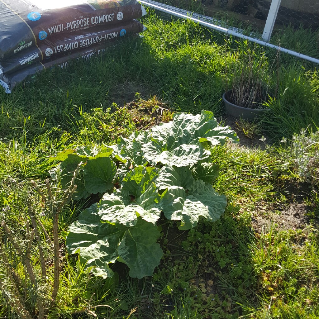 Rhubarb