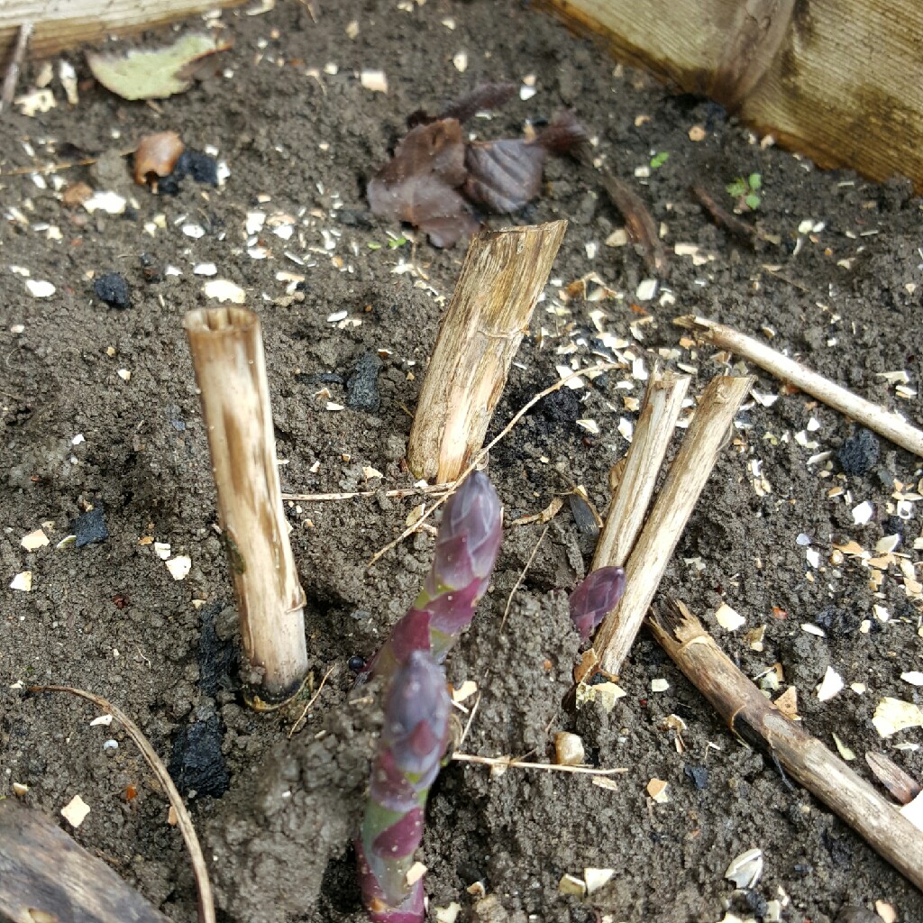 Asparagus
